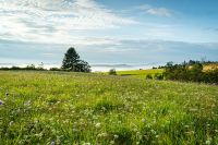 Foto: Wiese